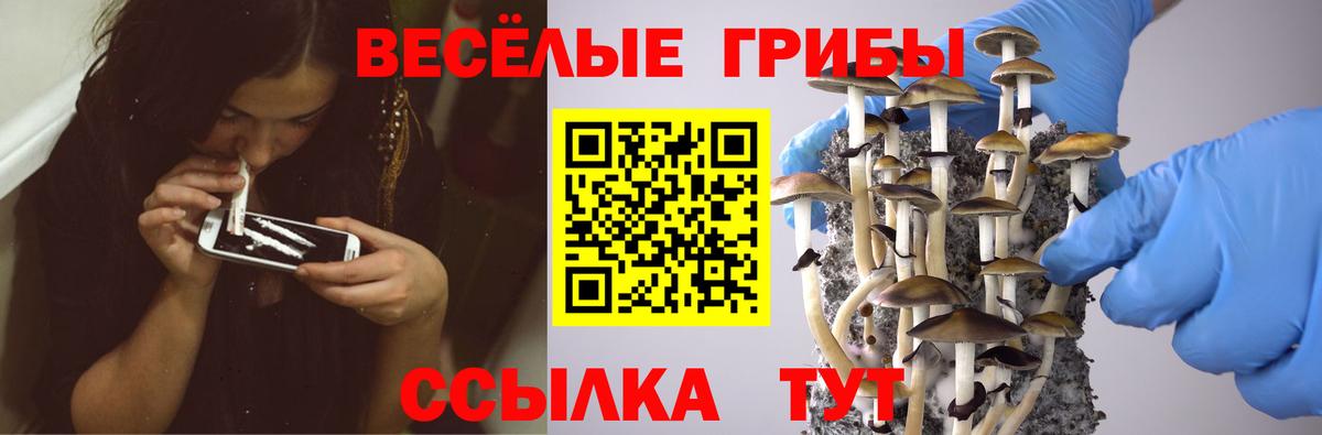 Черняховск  Псилоцибиновые грибы Cubensis  Вход с VPN 